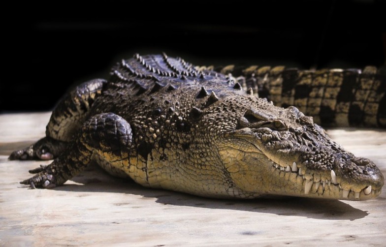 Langkawi Crocodile Adventure Land for Adventure Combo